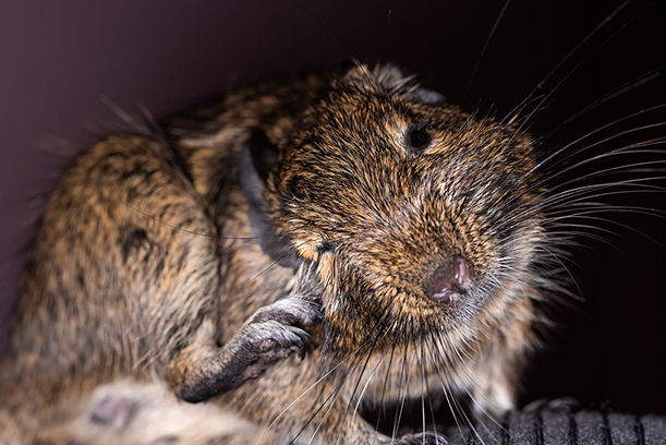 Degu